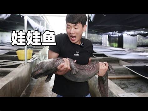 娃娃魚怎麼養|娃娃魚怎麼養 教你正確飼養娃娃魚的方法